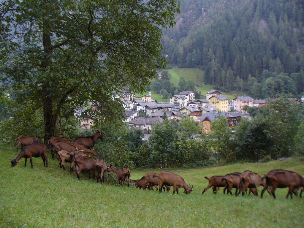 Agriturismo Alle Baite Branzi Exteriér fotografie
