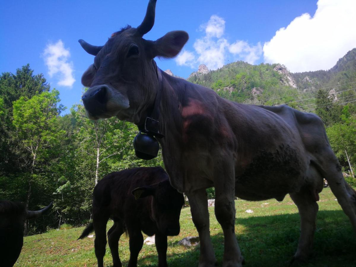 Agriturismo Alle Baite Branzi Exteriér fotografie