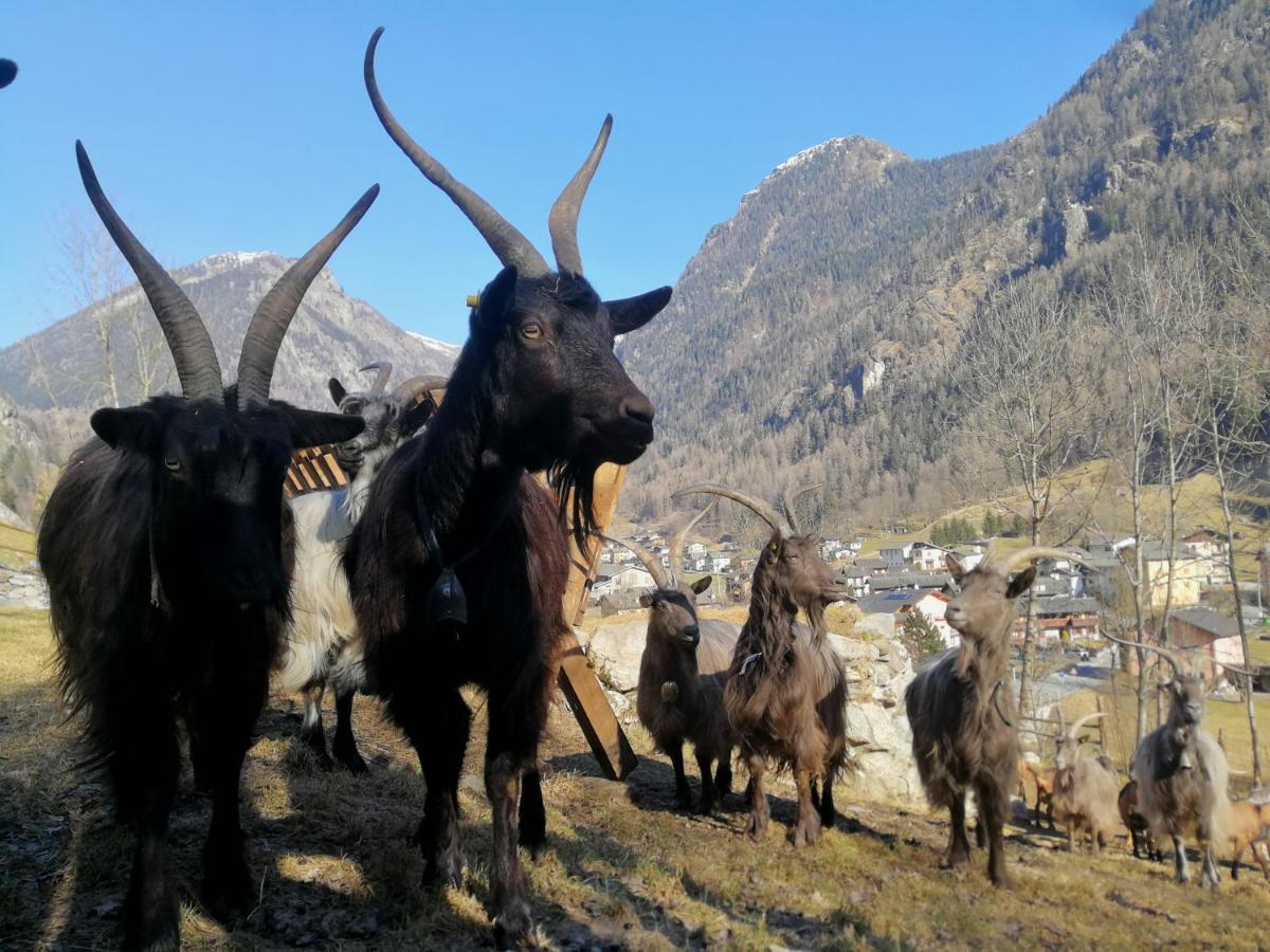 Agriturismo Alle Baite Branzi Exteriér fotografie